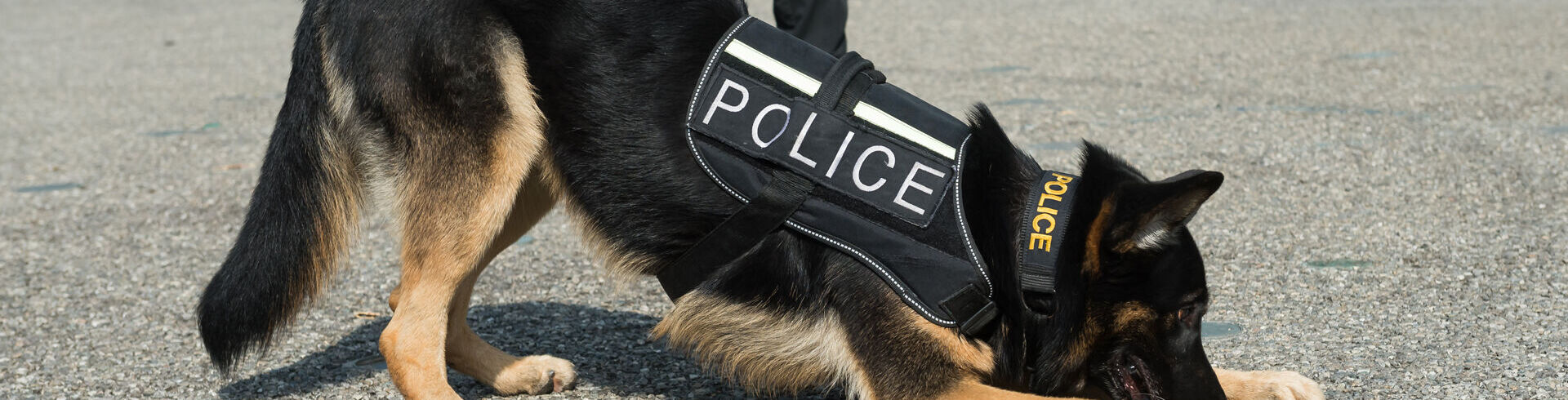 Devenir Policier maître-chien dans la Police Nationale