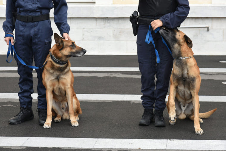 chien policier